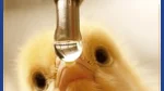 water-for-chiken
