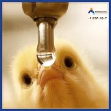 water-for-chiken